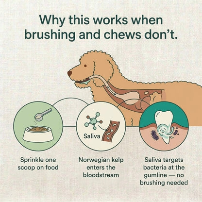 WellKin Breath Buddy - Dental Powder